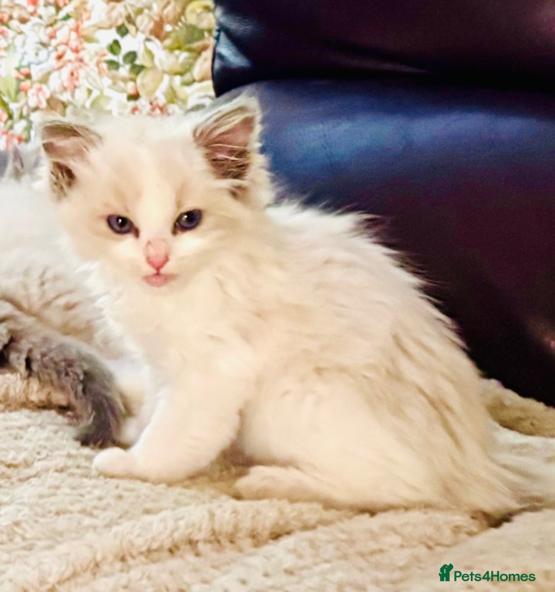 Ragdoll cats for sale: RAGDOLL KITTENS PURE BRED - Advert 6