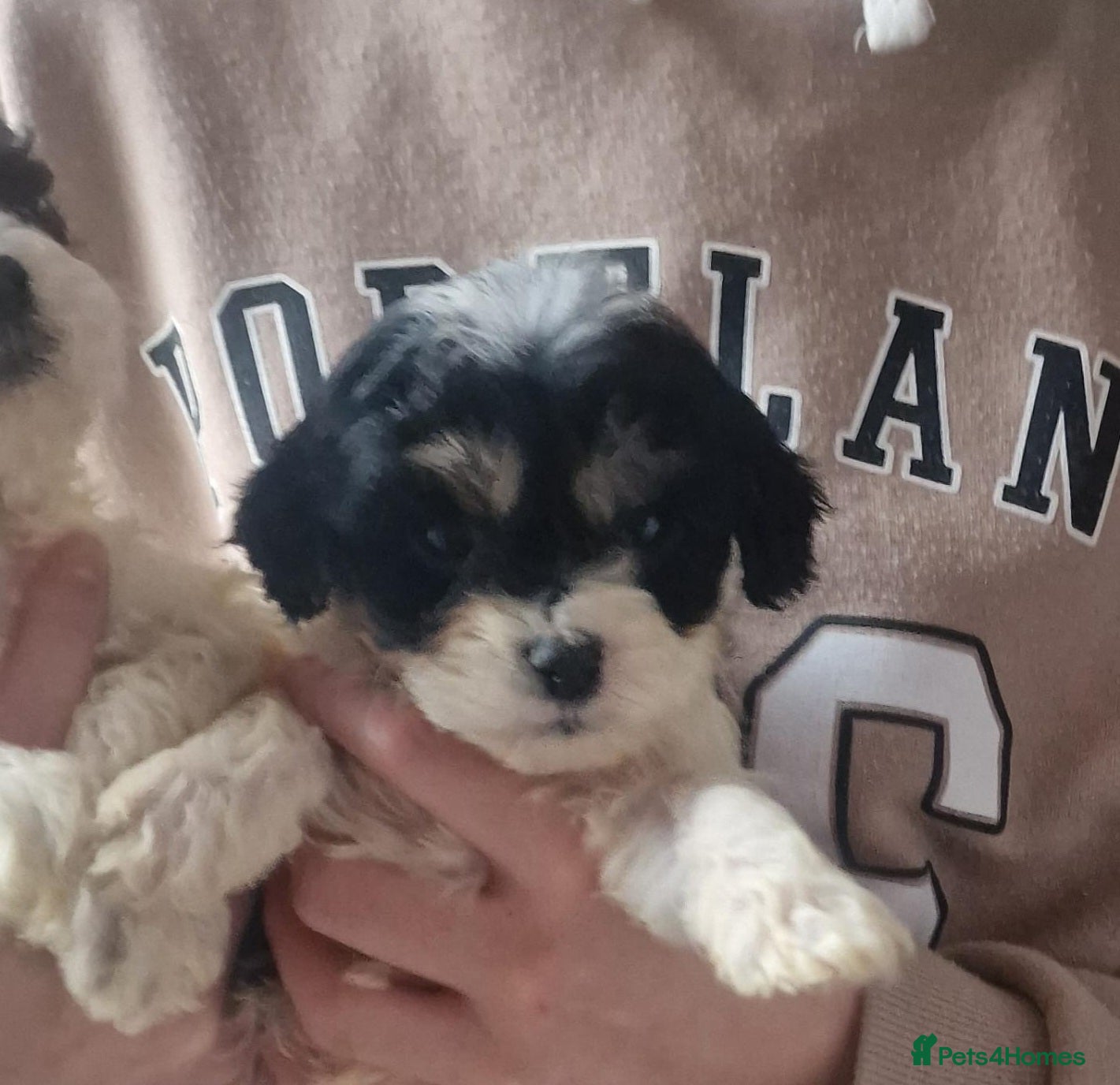 Cavapoo dogs Cavapoos  - Advert 4