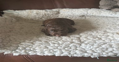 Cocker Spaniel dogs - Advert 12