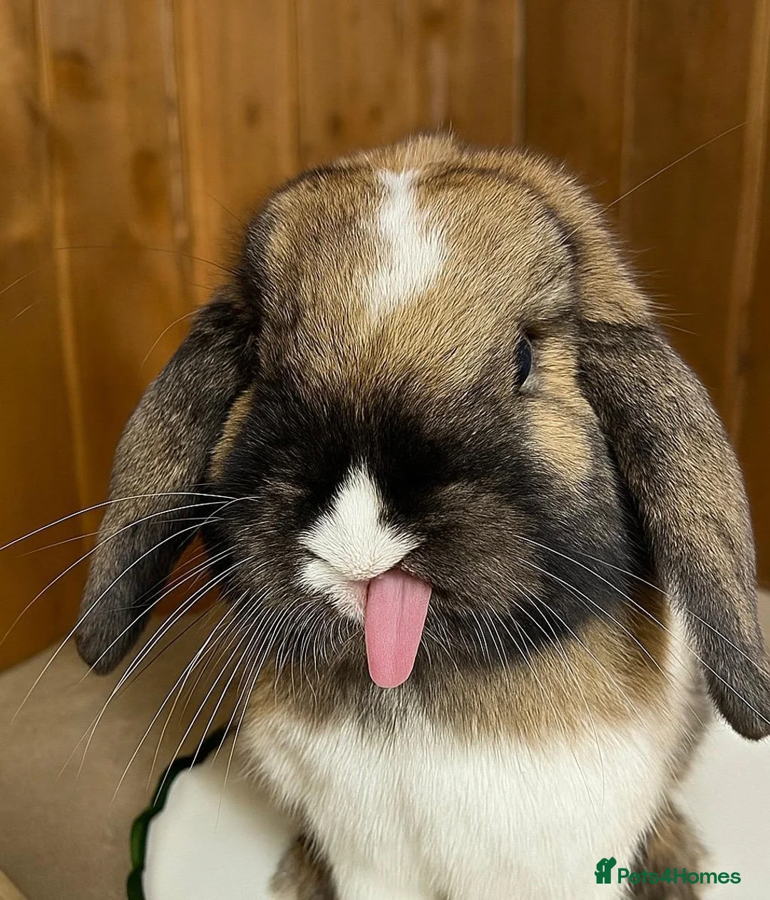 Mini Lop rabbits for sale: Super Friendly Broken Smoke Pearl Mini Lop Buck - Advert 1