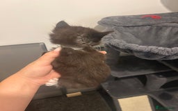 Bengal cats for sale: 7 bengal cross kittens  - Image 10