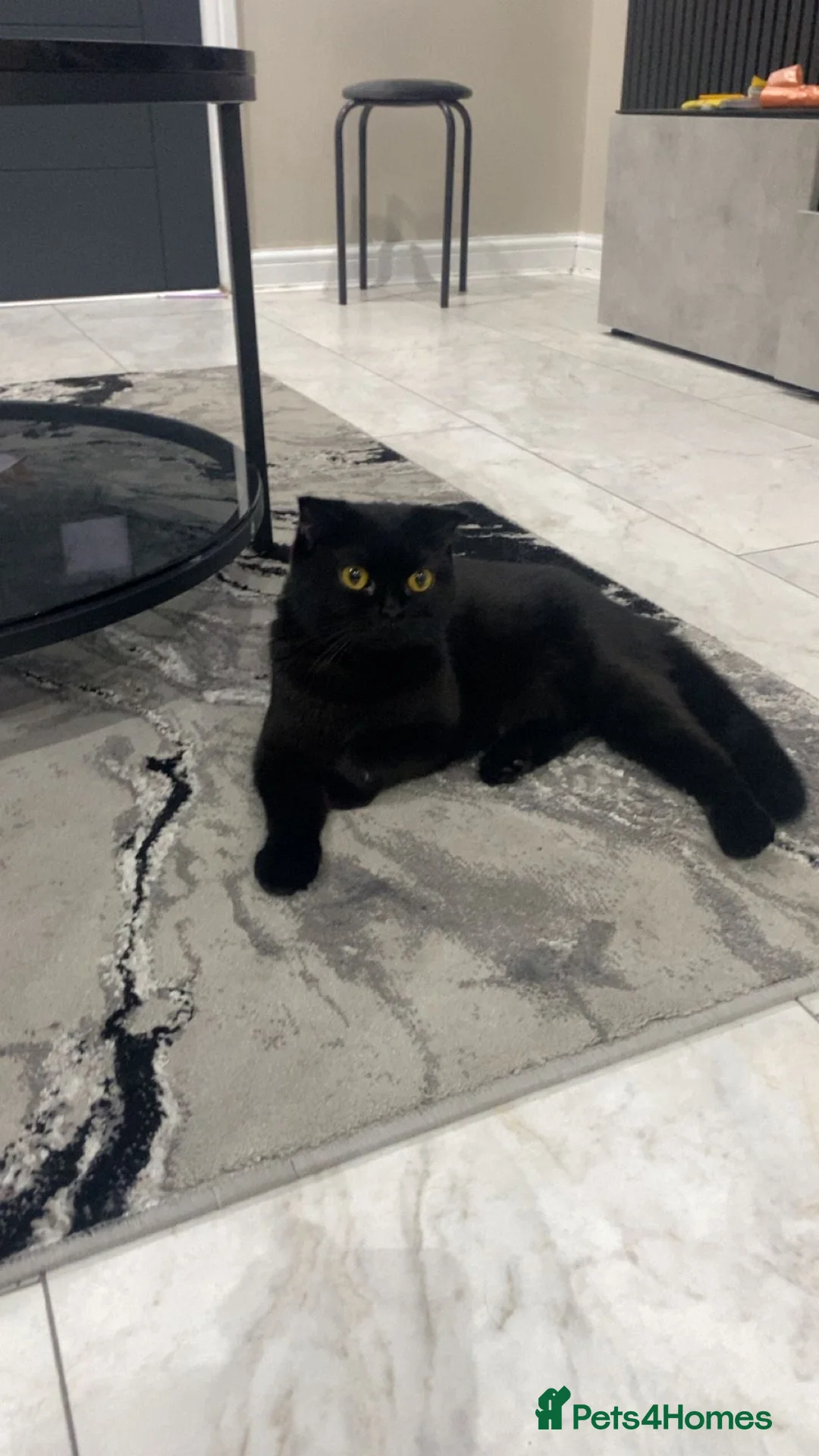 British Shorthair cats for sale: British short hairs - Advert 2