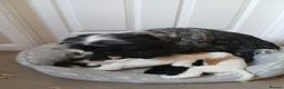 Cocker Spaniel dogs for sale: Kc registered show type spaniels  in Wickford - Advert 15