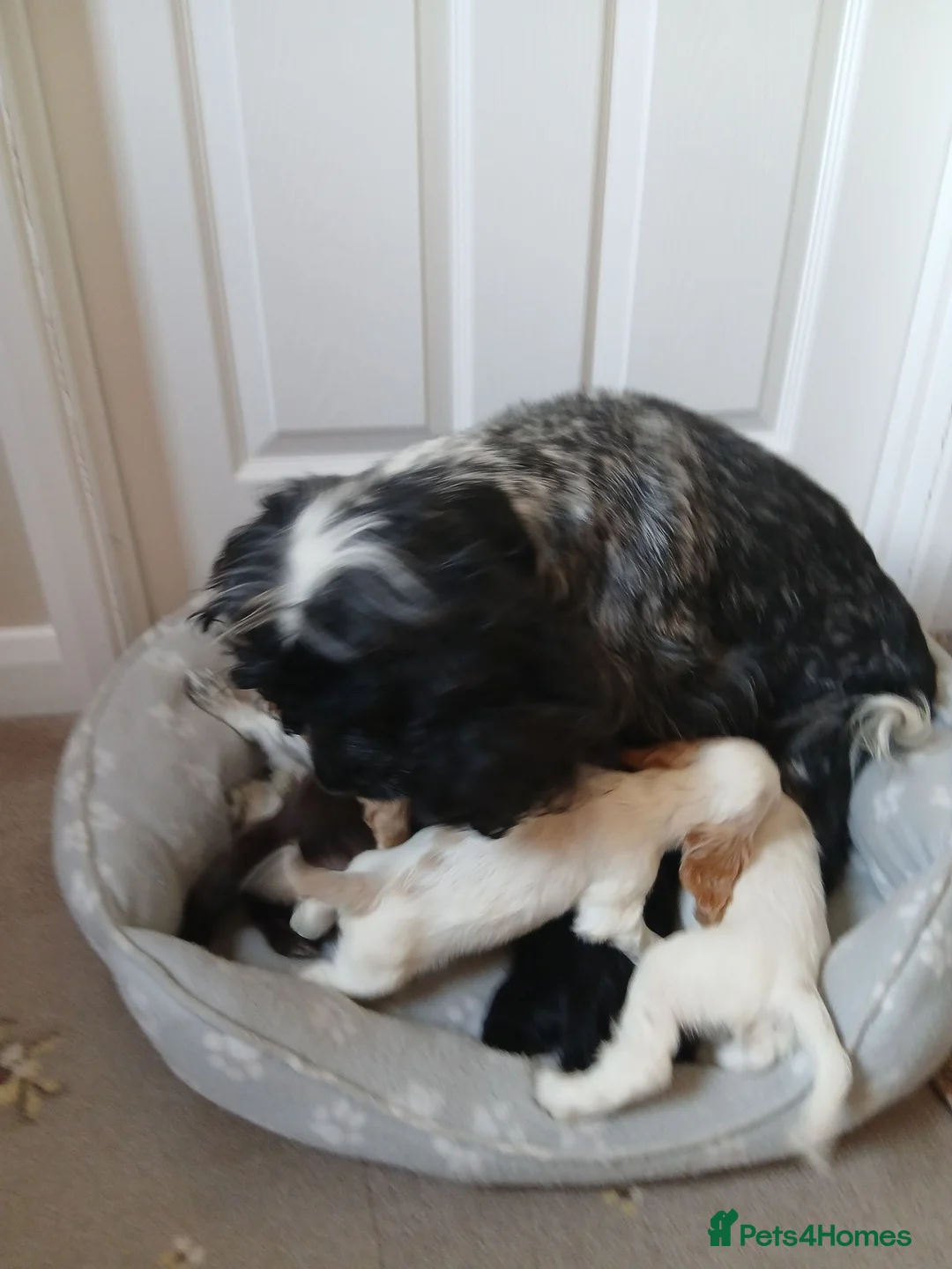 Cocker Spaniel dogs for sale: Kc registered show type spaniels  in Wickford - Advert 15