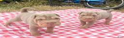 Shar Pei dogs for sale: KC REGISTERED RARE LILAC TAN SHAR-PEI - Advert 14