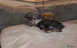 Toy Poodle dogs for sale: Beautiful Toy Poodle puppies - Image 18