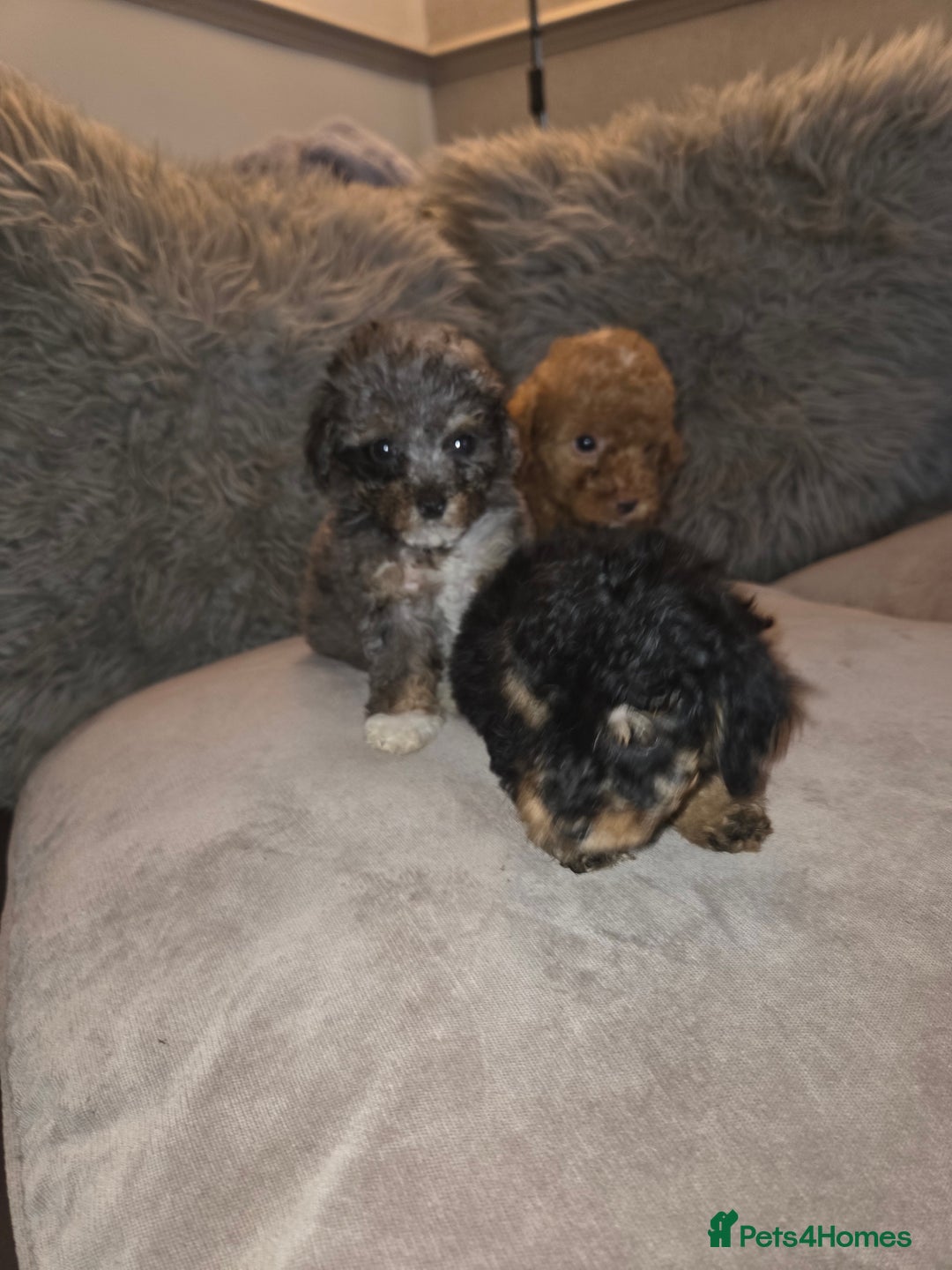 Toy Poodle dogs for sale: Beautiful Toy Poodle puppies - Image 18