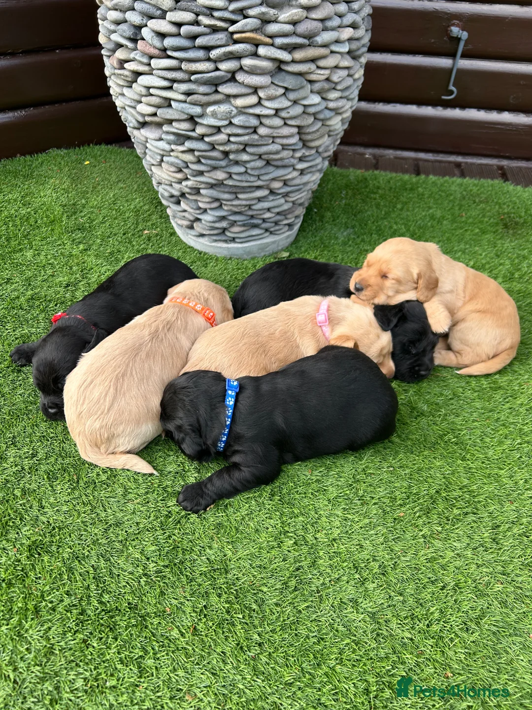 Cockerdor dogs for sale: 6 beautiful cockerdor puppies - Advert 1