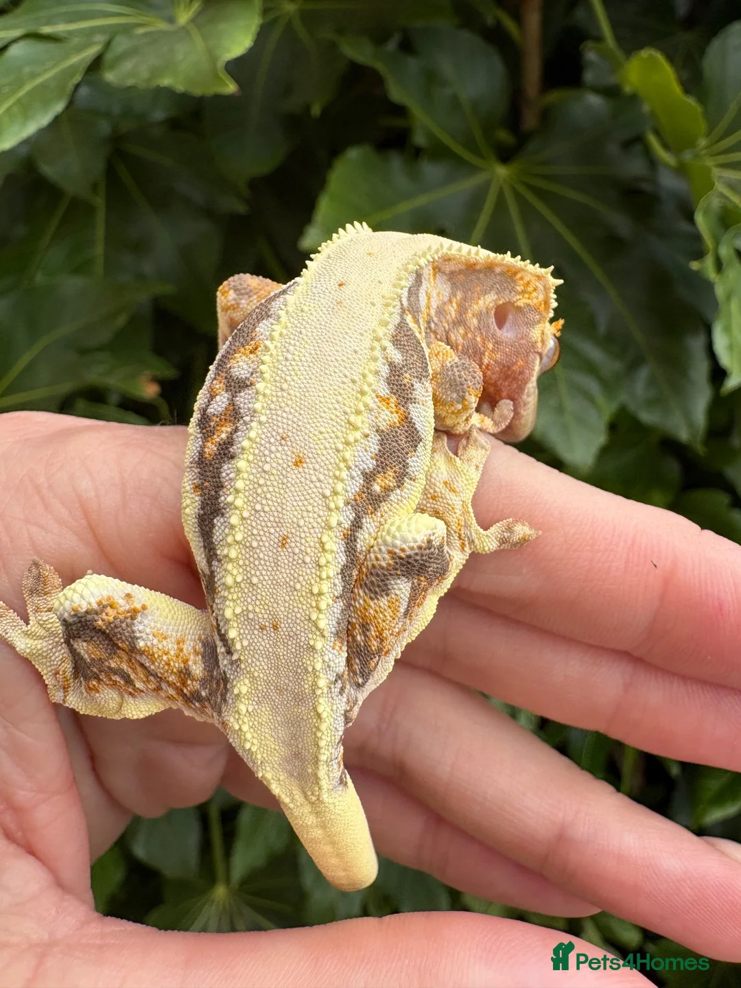 Gecko reptiles for sale: Lily white crested geckos - Advert 15