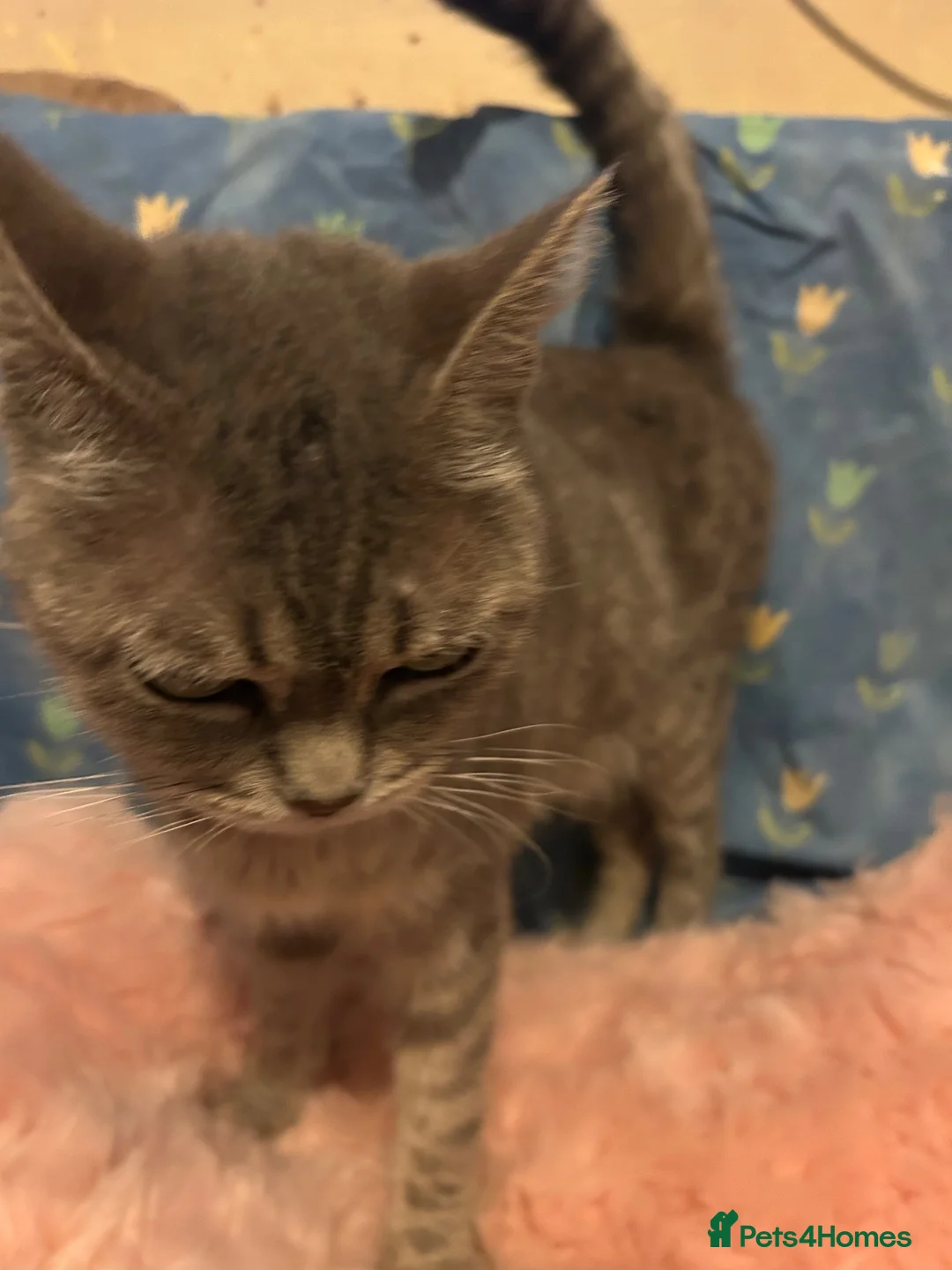 British Shorthair cats for sale: Beautiful British Shorthair/Scotish Fold - Advert 2