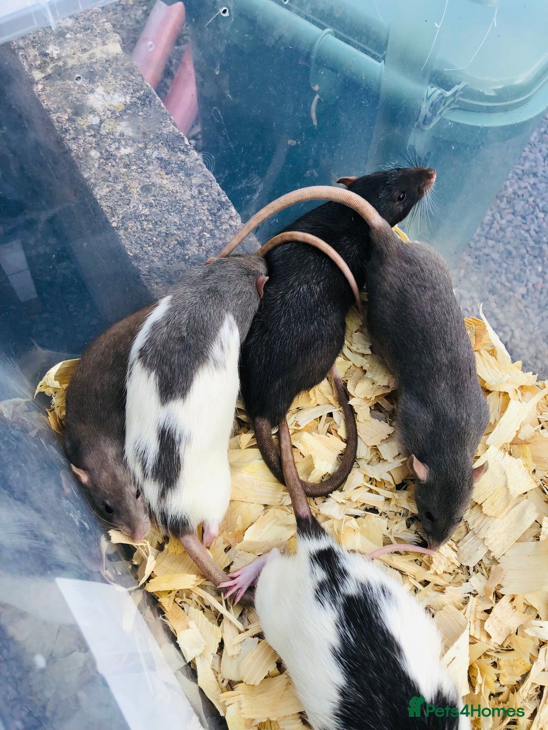 Rat rodents for sale: Friendly dumbo rats for sale  - Image 12
