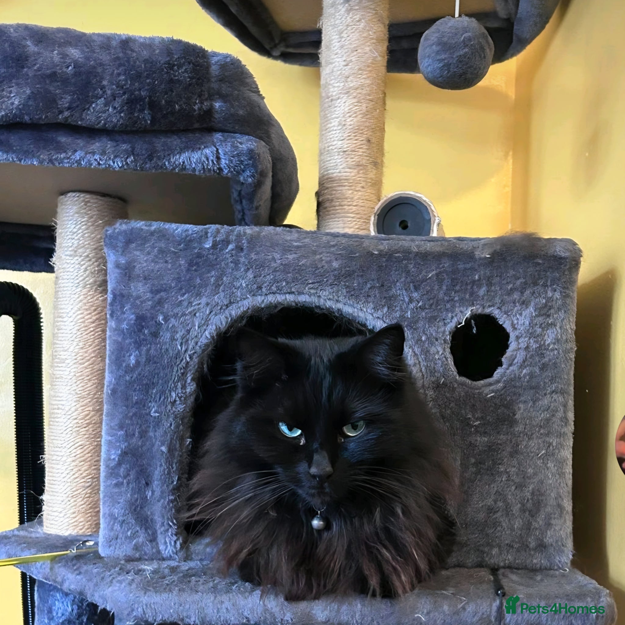 Mixed Breed cats Ragdoll x Domestic  - Advert 1