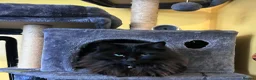 Mixed Breed cats for sale: Ragdoll x Domestic  in Seaham - Advert 1
