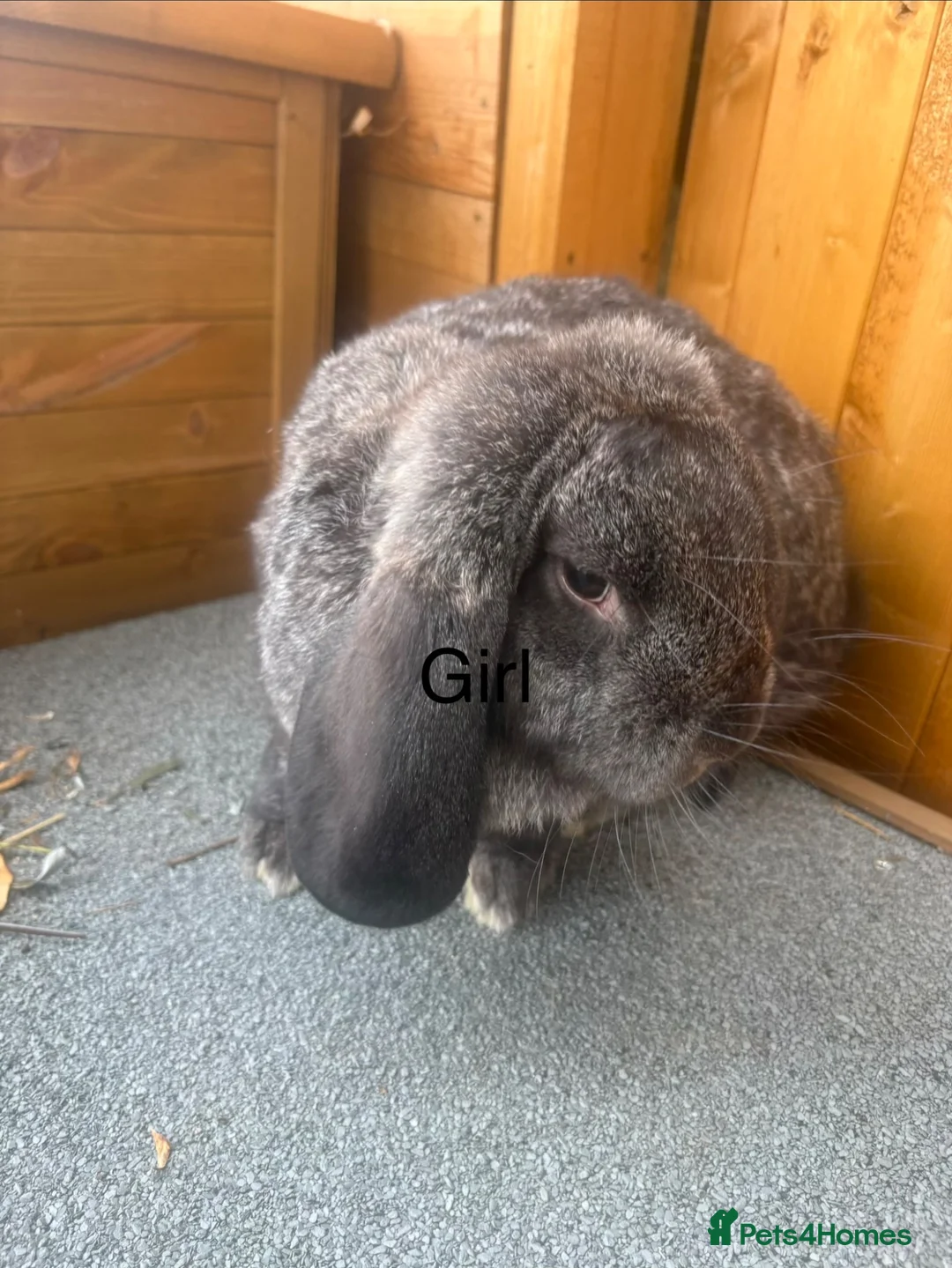 French Lop rabbits for sale: French lops - Advert 2
