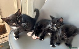 British Longhair cats for sale: Mixed breed kittens long hair Ready now! in Sevenoaks - Image 4