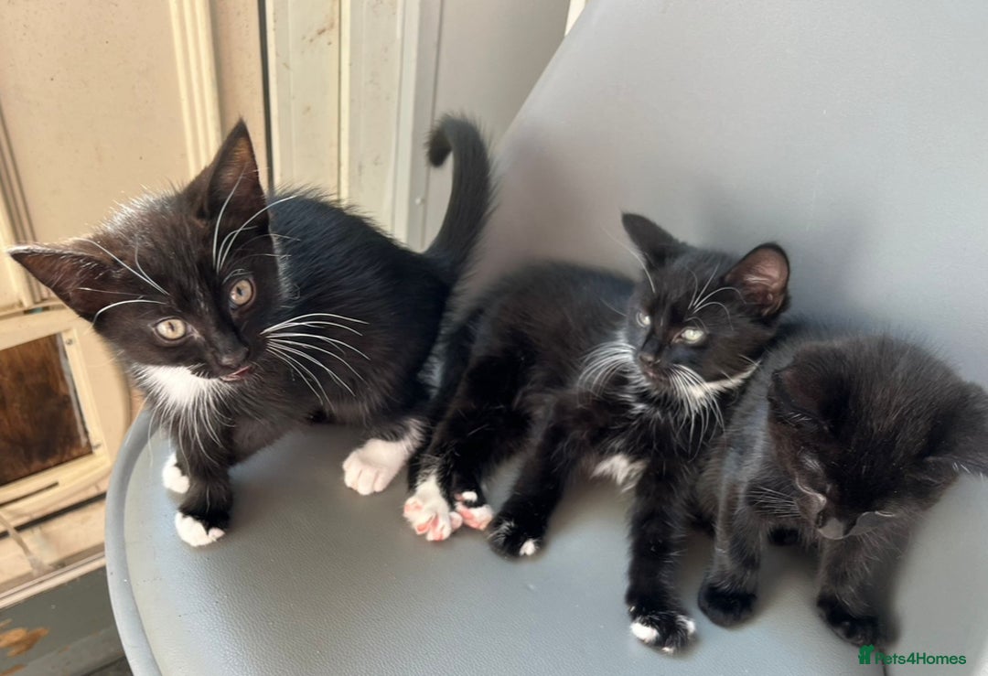 British Longhair cats for sale: Mixed breed kittens long hair Ready now! in Sevenoaks - Image 4