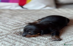 Miniature Dachshund dogs for sale: KC REGISTERED MINIATURE DACHSHUND PUPS - Image 6