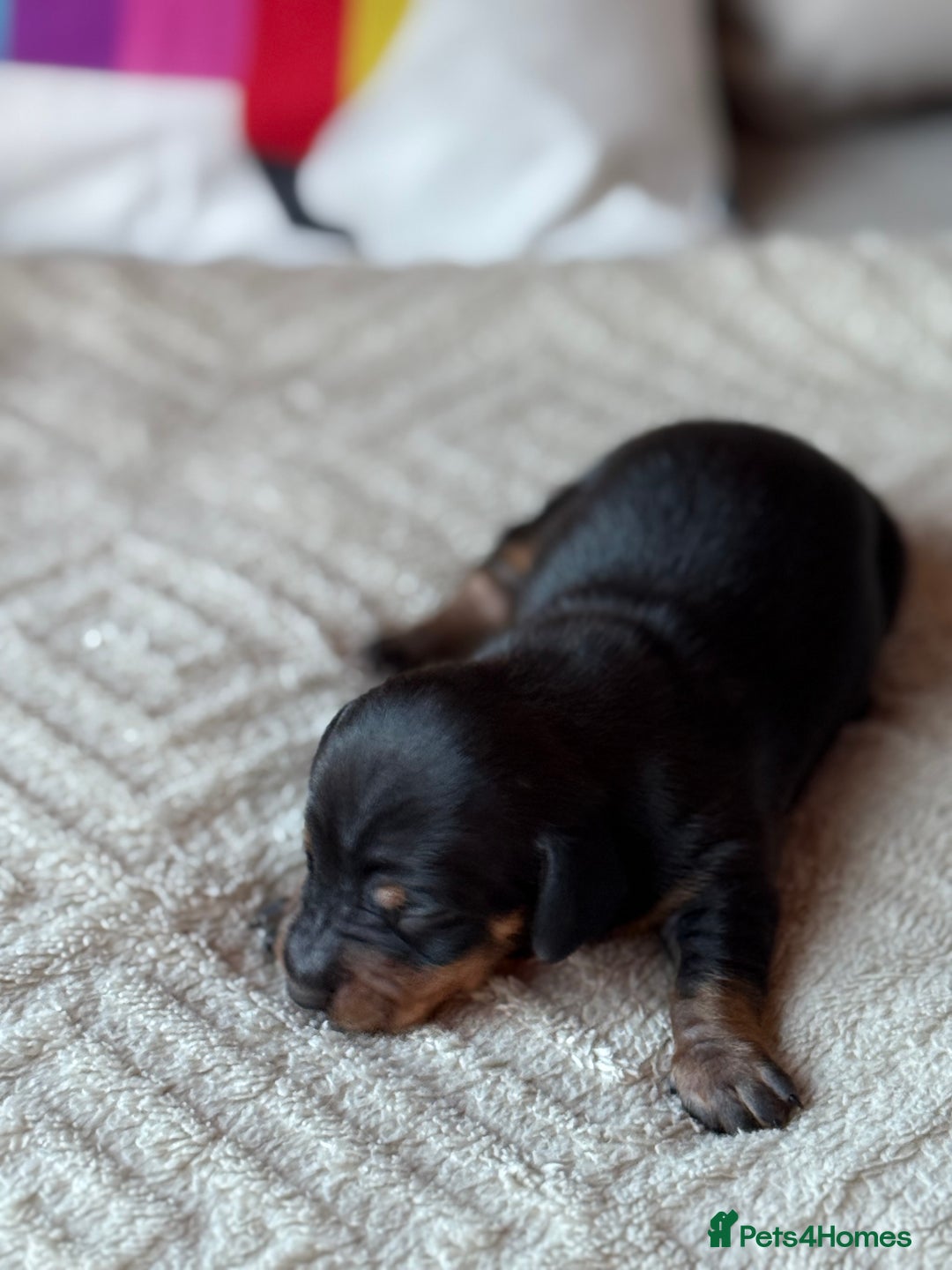 Miniature Dachshund dogs for sale: KC REGISTERED MINIATURE DACHSHUND PUPS - Image 6