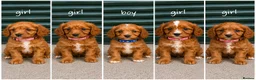 Cavapoo dogs for sale: F1 type Fox red & white Cavapoo Puppies  - Advert 4