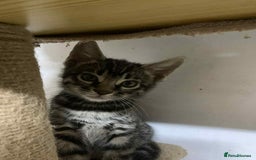 Bengal cats for sale: BEAUTIFUL HALF BENGAL KITTENS - Image 20