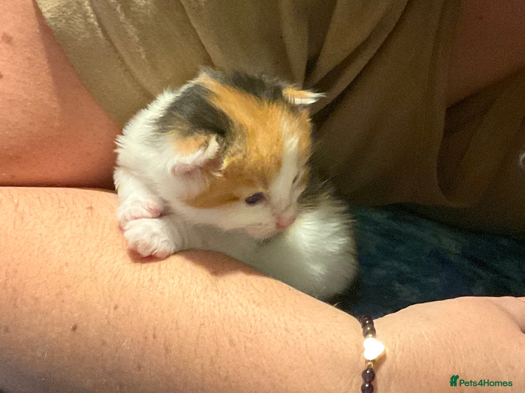 Domestic Shorthair cats for sale: 1 Domestic Shorthair Kitten Left - Advert 33