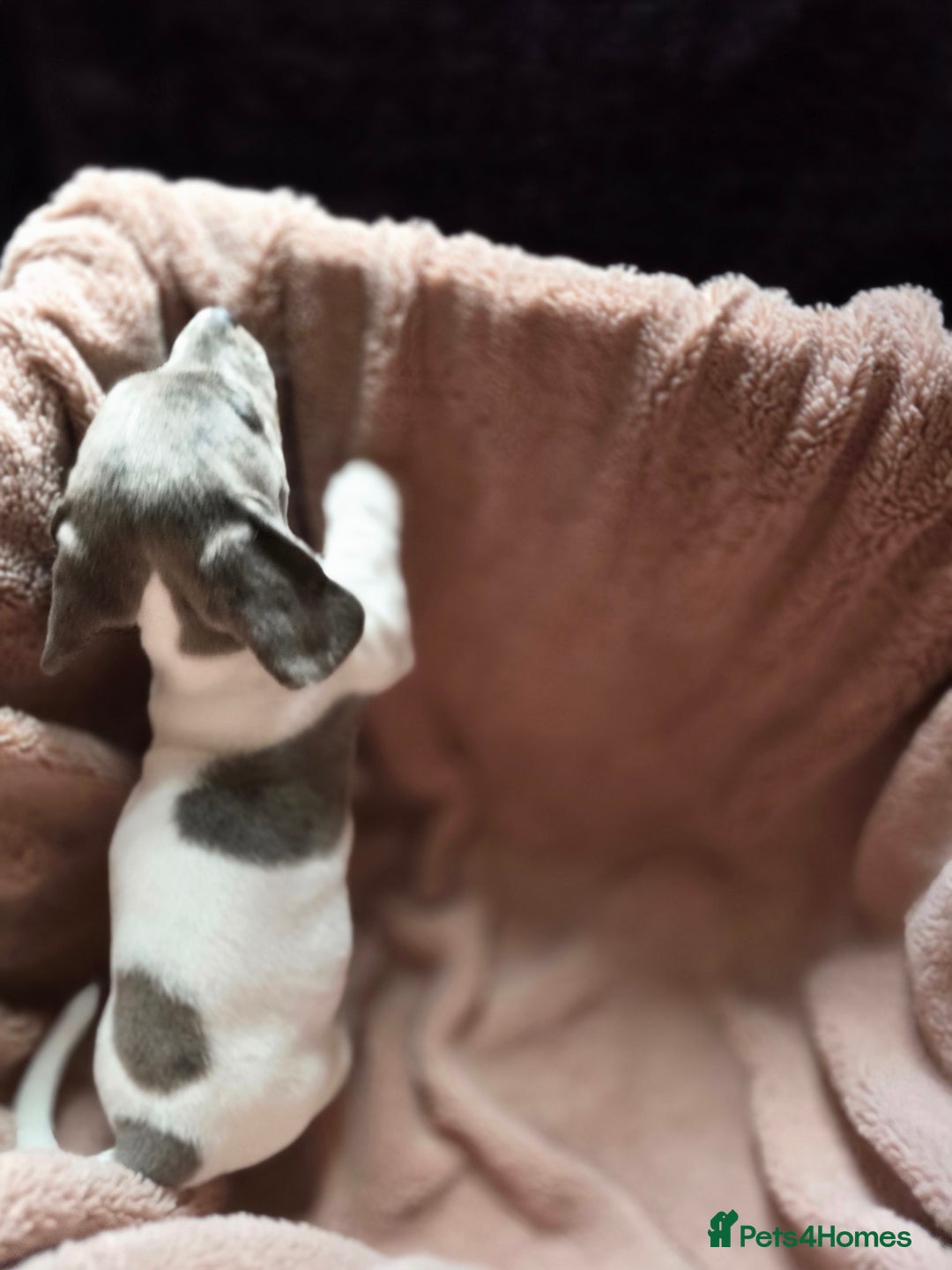 Dachshund dogs for sale: KC Registered Shorthaired dachshunds  - Image 15