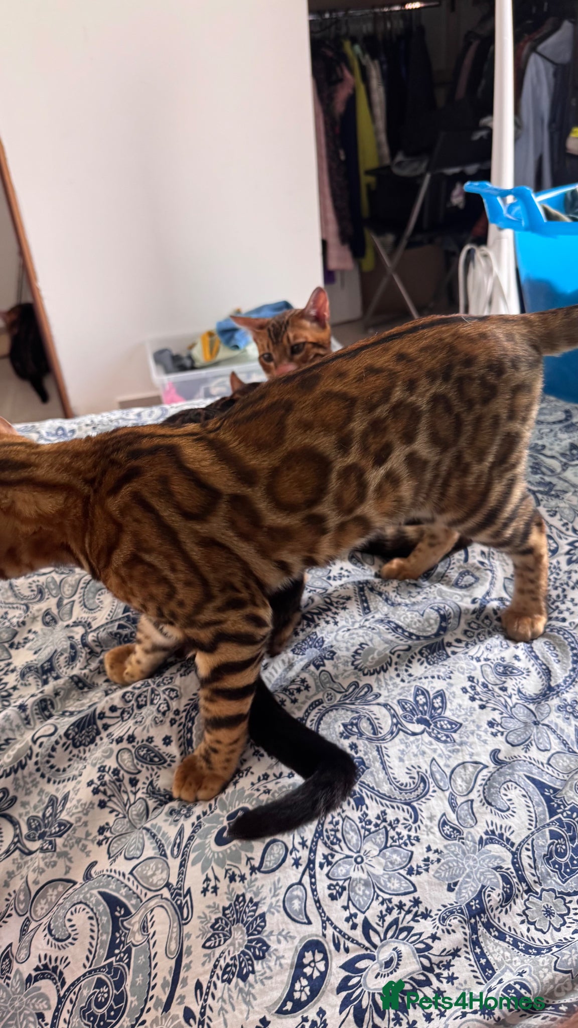 Bengal cats for sale: TICA Bengal cats adorable educated with kid NO UK  in London - Advert 9