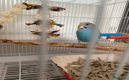 Budgerigars birds for sale: Cute tame budgie - Image 4