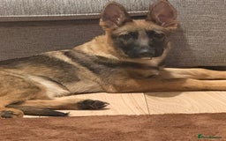 German Shepherd dogs for sale: German shepherd girl 16 week old  - Image 6
