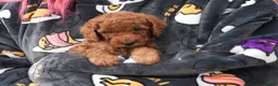 Mixed Breed dogs for sale: Male red miniature toy poodle  - Advert 1