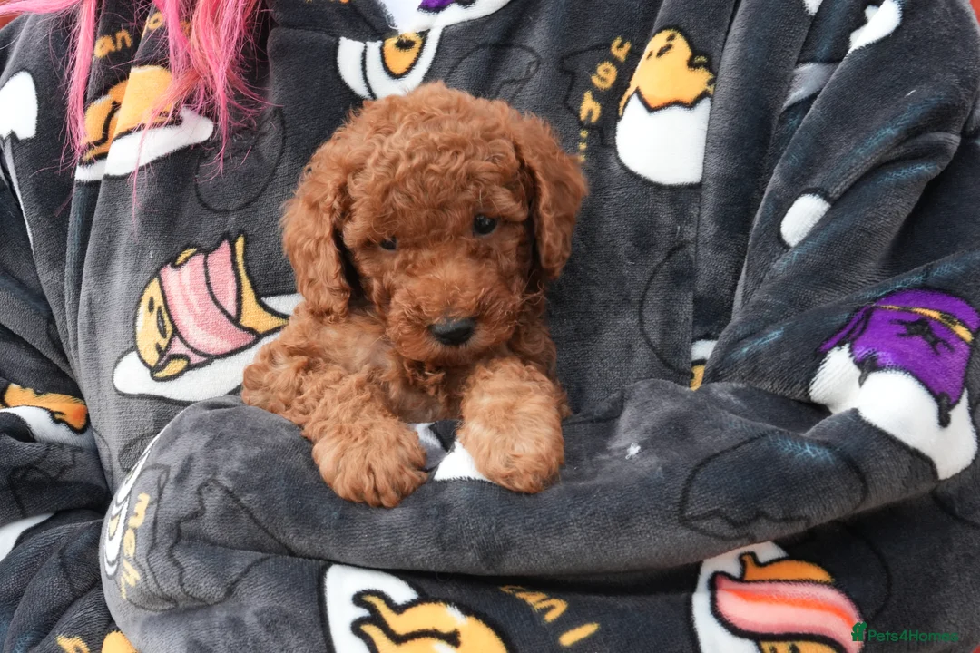 Mixed Breed dogs for sale: Male red miniature toy poodle  - Advert 1