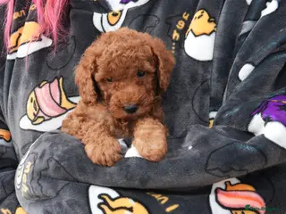 Mixed Breed dogs Male red miniature toy poodle - Advert 1