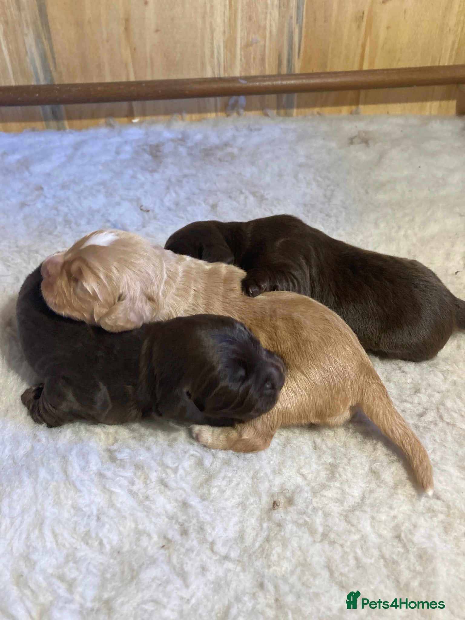 Cocker Spaniel dogs Working cocker spaniel puppies (no docked tails) - Advert 2