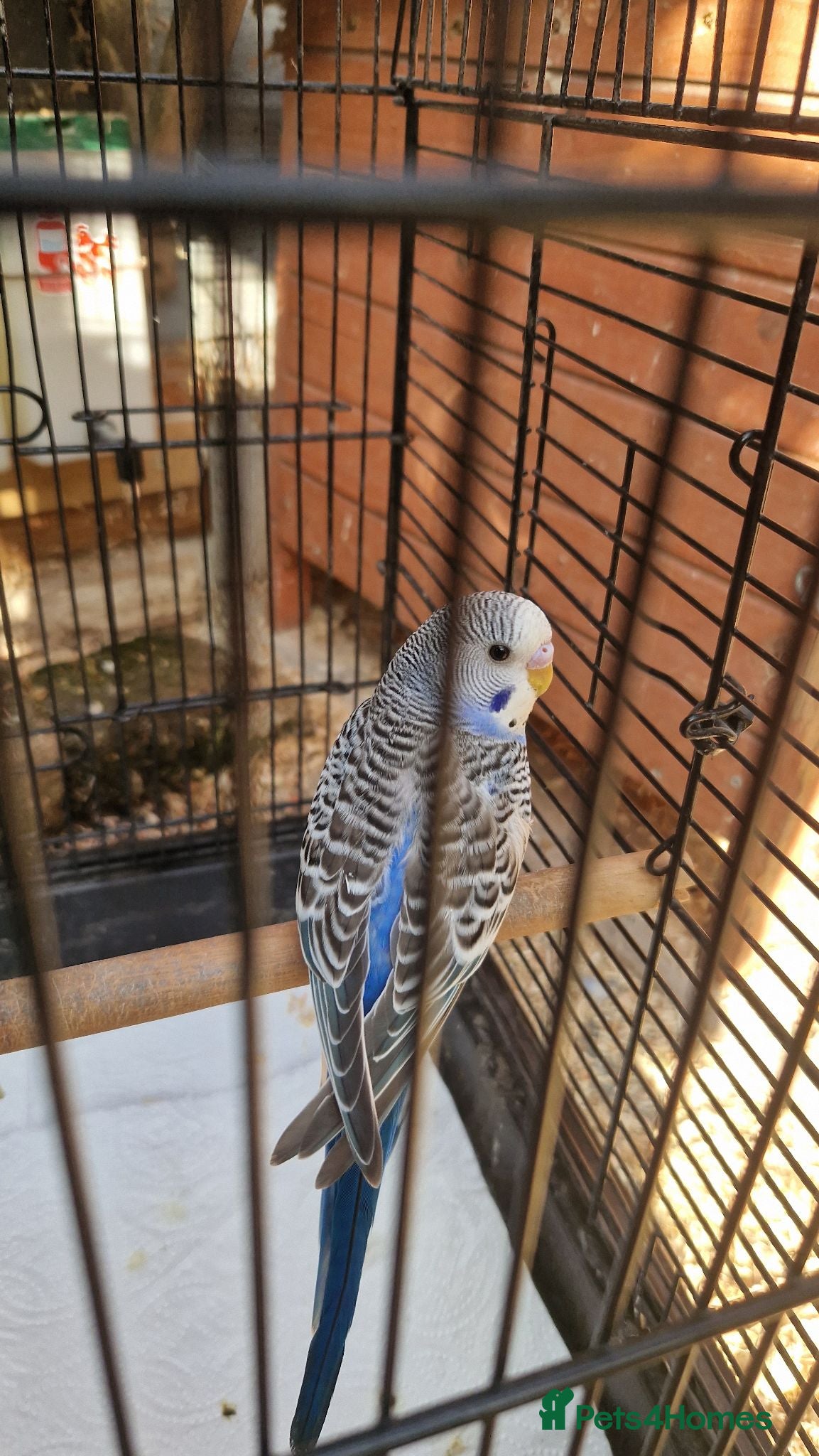 Budgerigars birds 4x budgie chicks £40 each ready now - Advert 2