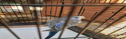 Budgerigars birds for sale: 4x budgie chicks £40 each ready now - Advert 2
