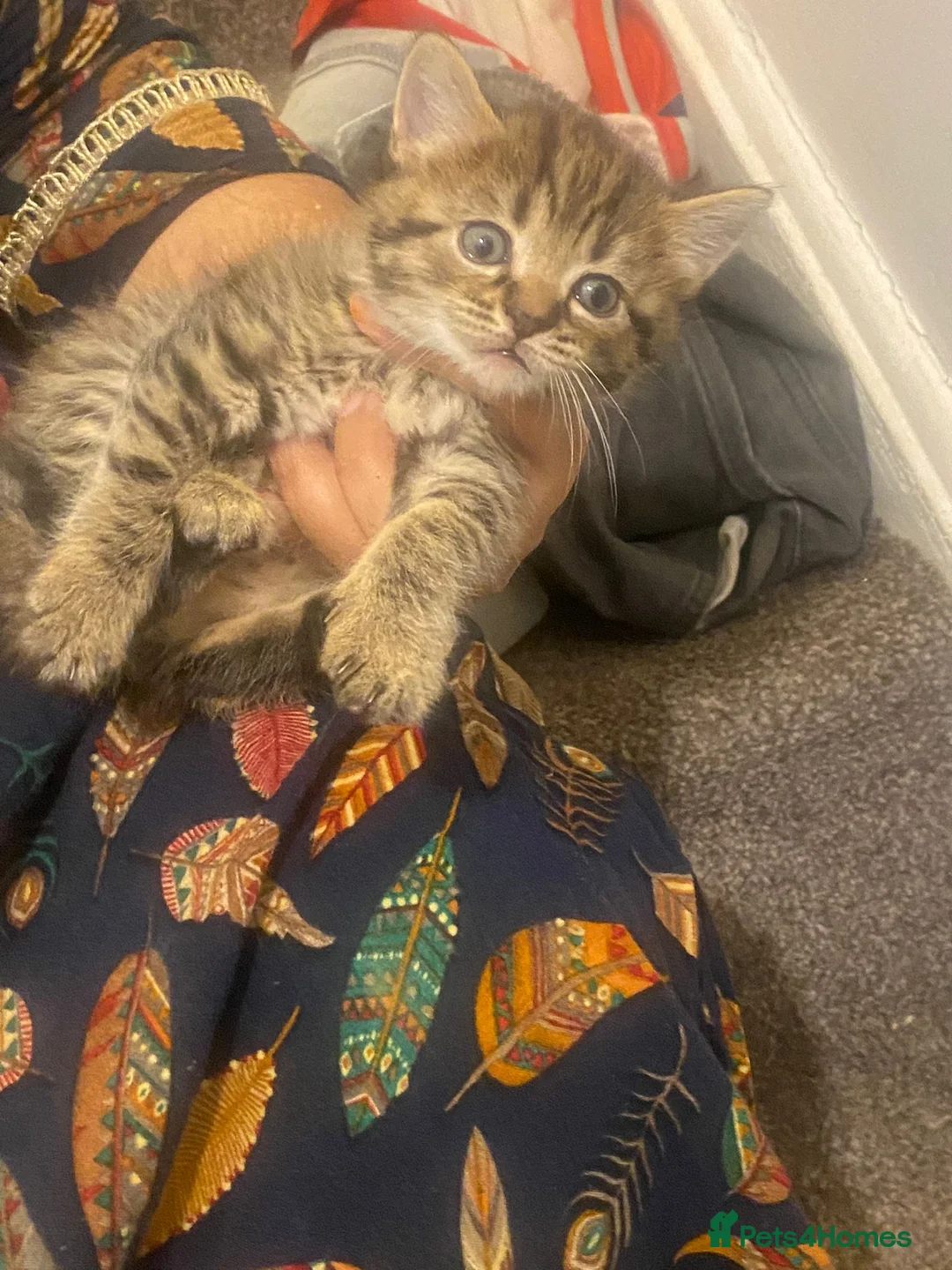 Mixed Breed cats for sale: Kittens for sale (3 available) in Cambridge - Advert 2