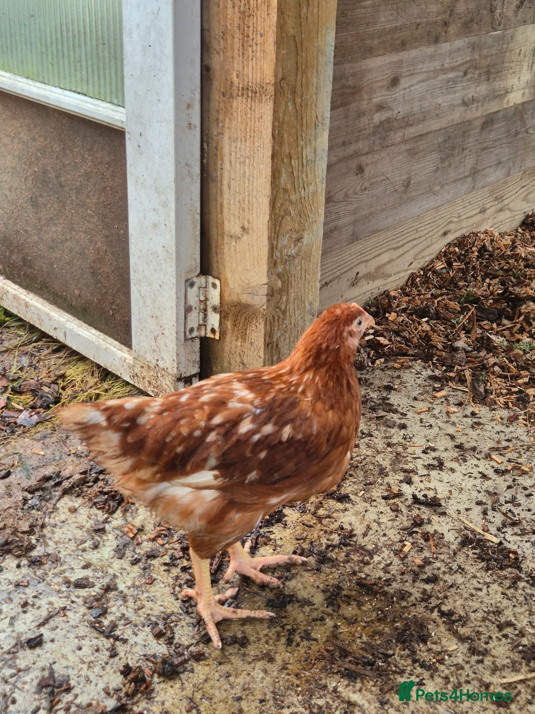 Chickens poultry for sale: Warren Chicks - Advert 1