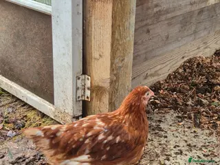 Chickens poultry Warren Chicks - Advert 23