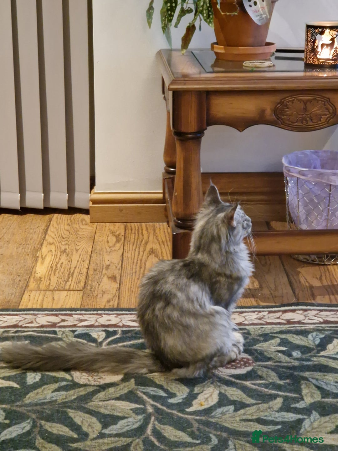 Maine Coon cats for sale: Gorgeous maine coon babies - Advert 25