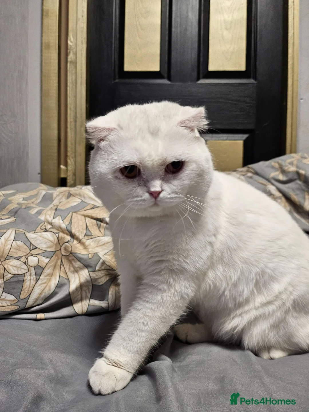 Scottish Fold cats for sale: Scottish fold in Clacton-on-Sea - Advert 2