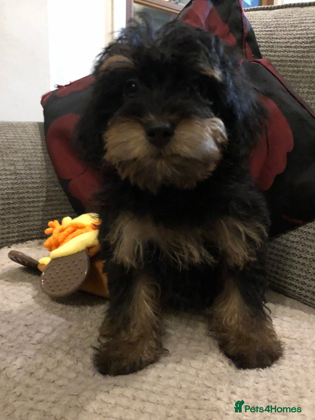 Mixed Breed dogs for sale: shihtzu cross puppies for sale - Advert 6