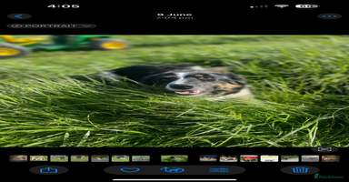 Bearded Collie dogs - Advert 15