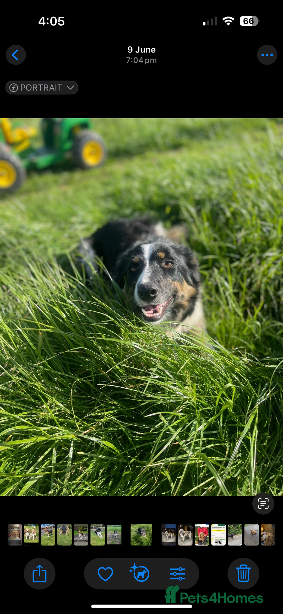 Bearded Collie dogs for sale: 🚨3/4 BEAUTIFUL BEARDIE PUPPIES 🚨 - Image 9