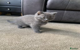 British Shorthair cats for sale: British shorthair boys  - Image 3
