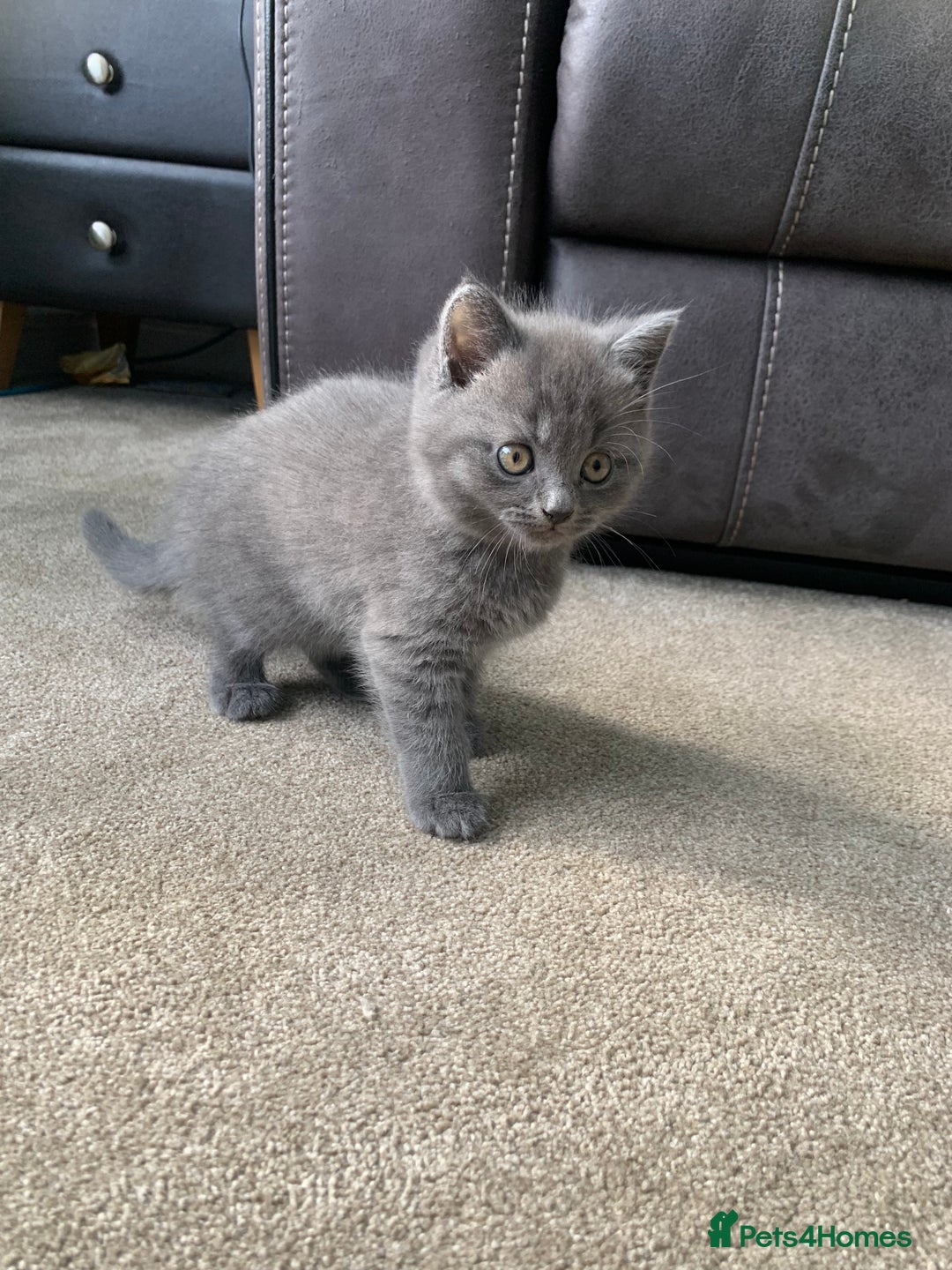 British Shorthair cats for sale: British shorthair boys  - Image 3