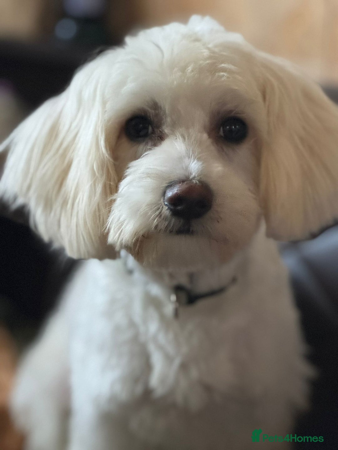 Bichon Frise dogs for adoption: Meet PACO - a Lovely little boy, for a Loving Home - Advert 21