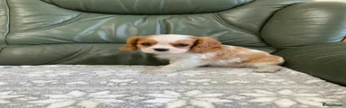 Cavalier King Charles Spaniel 2