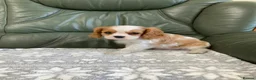 Cavalier King Charles Spaniel dogs for sale: Beautiful KC blenheim pups - health tested parents - Advert 5