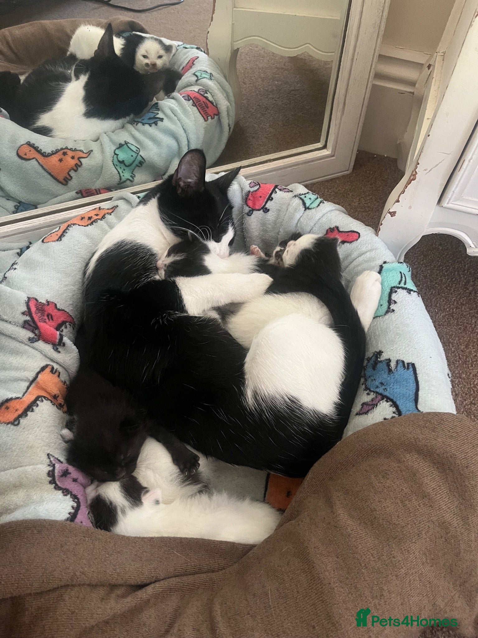 Mixed Breed cats Gorgeous kittens in Malvern - Advert 1