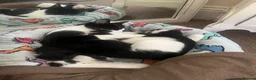 Mixed Breed cats for sale: Gorgeous kittens in Malvern in Malvern - Advert 1